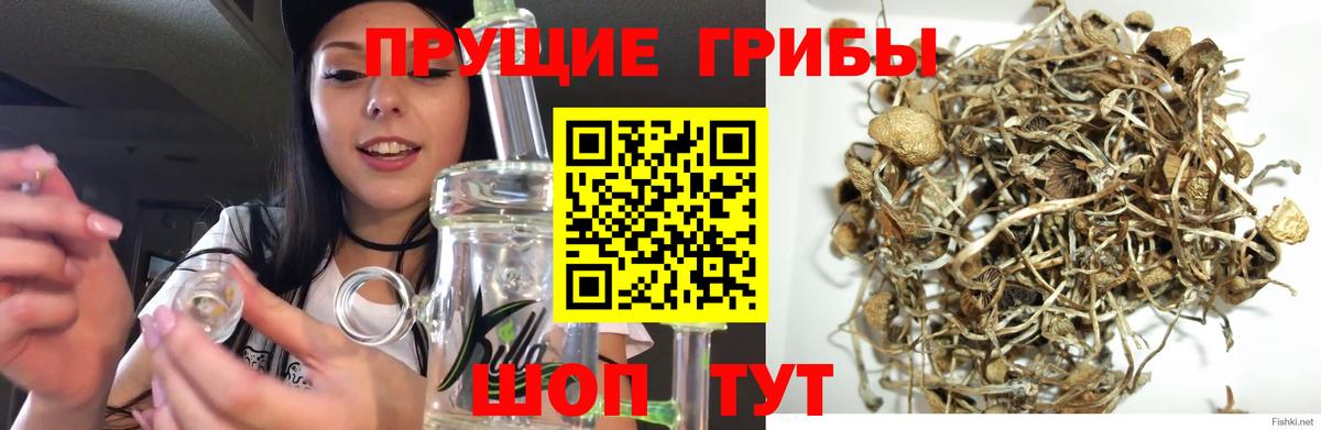 Галлюциногенные грибы Psilocybine cubensis  Вход с VPN  Азнакаево 